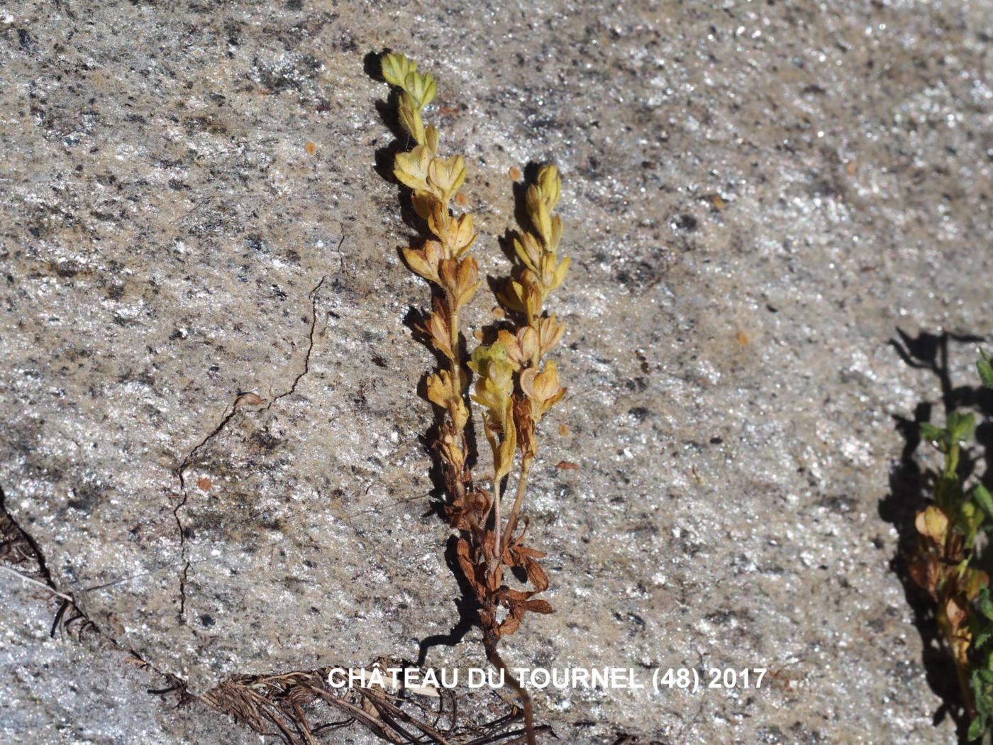 Speedwell, Spring plant